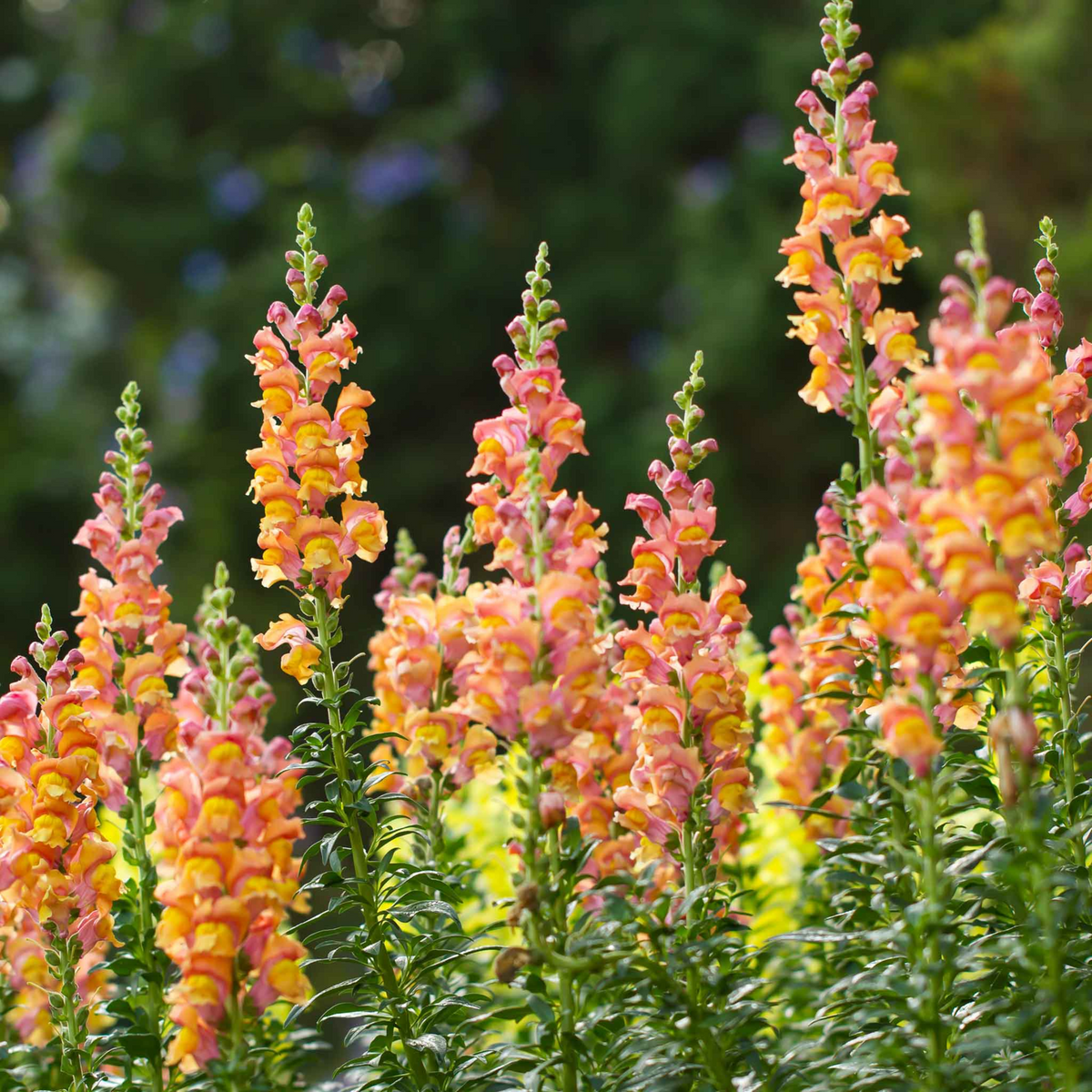 Orange Wonder Snapdragon Seeds - Cold Resistant, Potted, 30 seeds