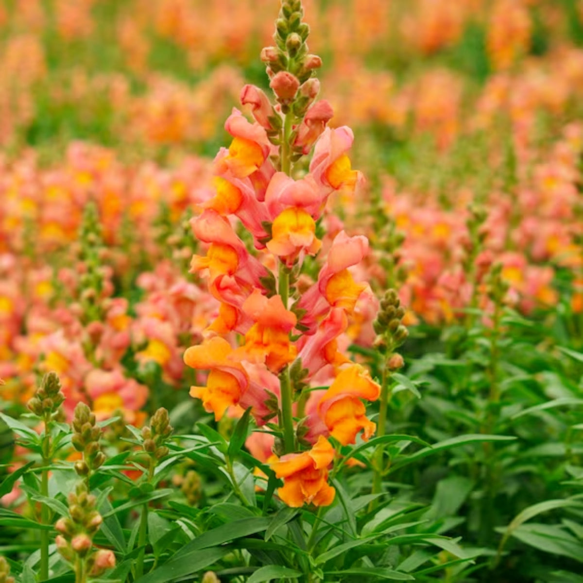 Orange Wonder Snapdragon Seeds - Cold Resistant, Potted, 30 seeds