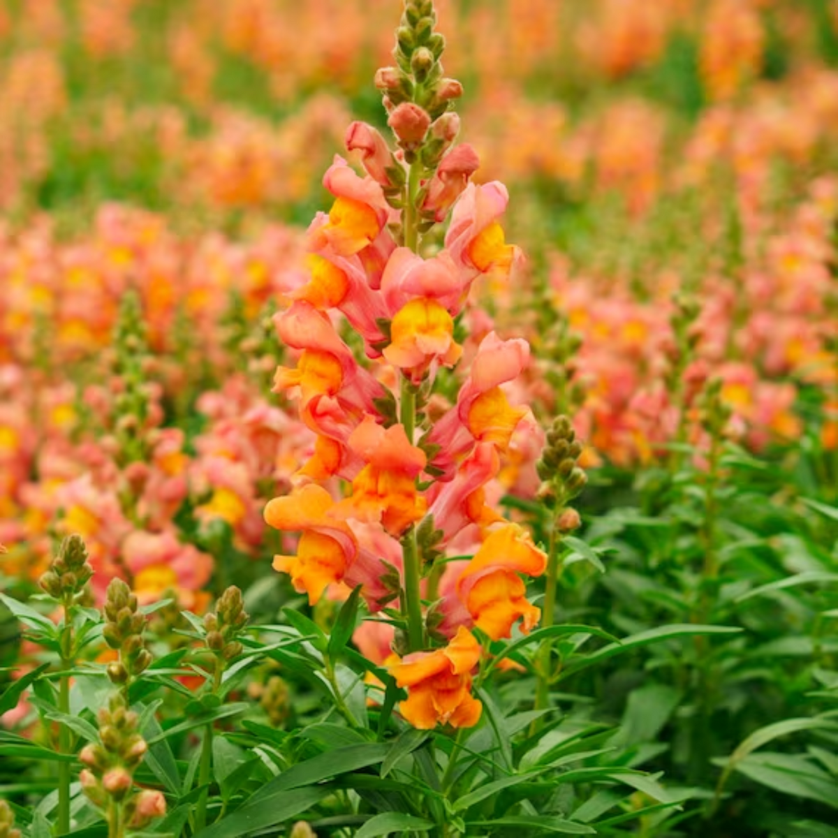 Orange Wonder Snapdragon Seeds - Cold Resistant, Potted, 30 seeds