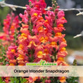 30 Seeds| Orange Wonder Snapdragon Seeds - Cold Resistant -Potted - Attracts pollinators - Open-Pollinating - Plant before the frost/after frost - #20