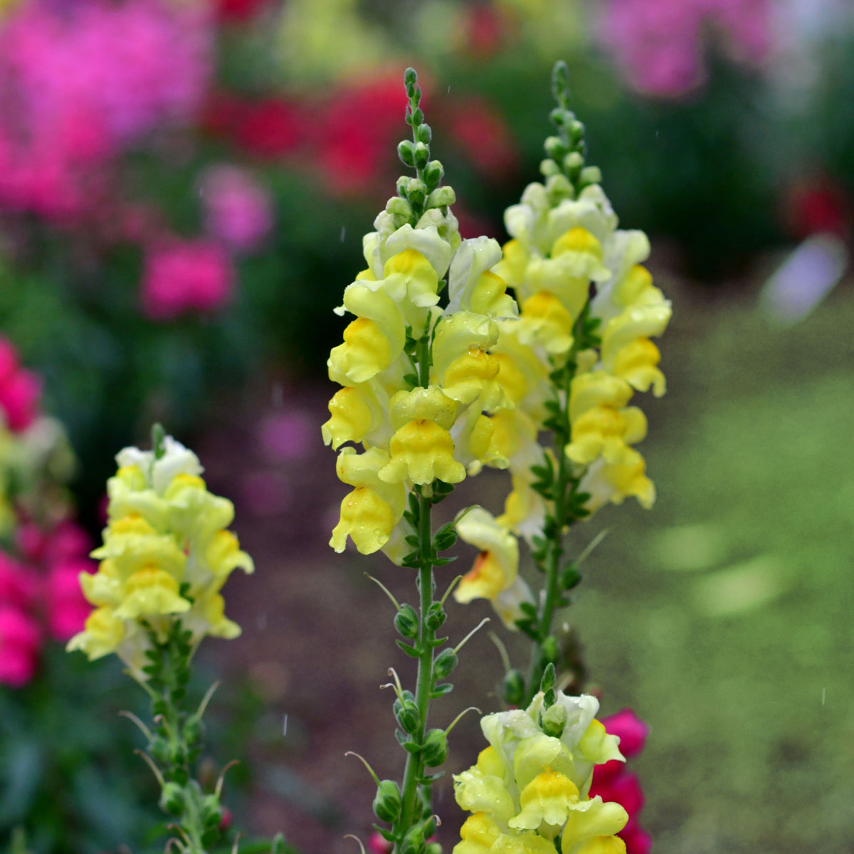 Yellow Rocket Snapdragons Seeds - Cold Resistant, Potted, 30 seeds