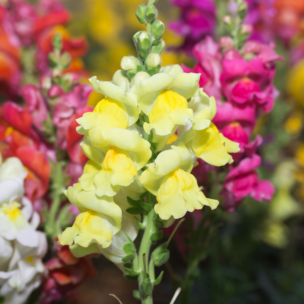 Yellow Rocket Snapdragons Seeds - Cold Resistant, Potted, 30 seeds