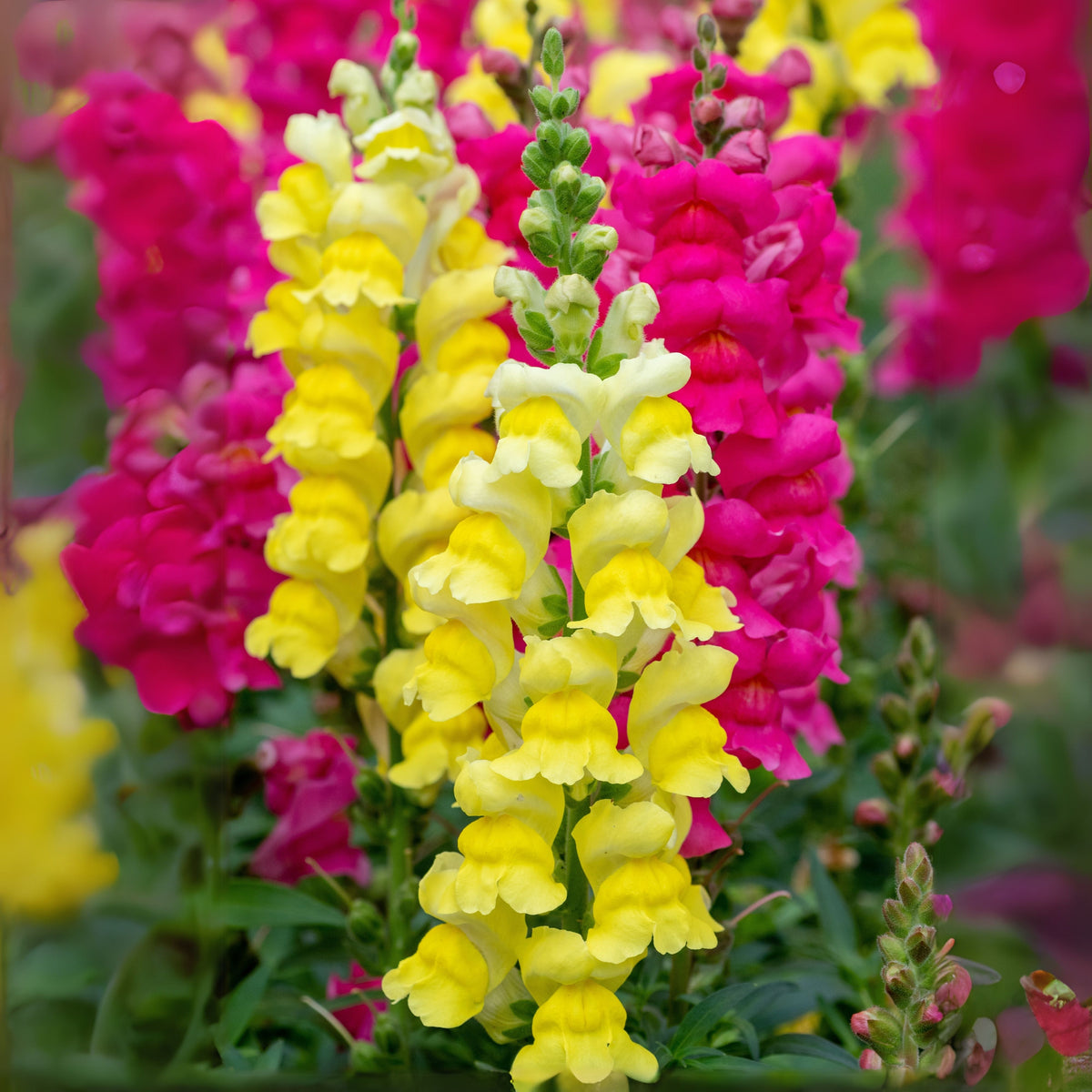 Yellow Rocket Snapdragons Seeds - Cold Resistant, Potted, 30 seeds