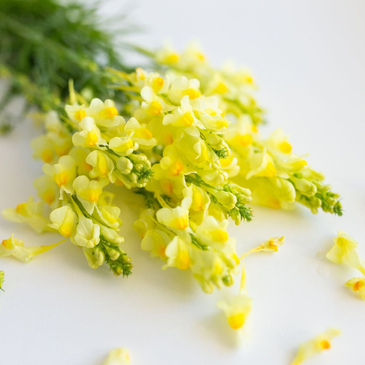 Yellow Rocket Snapdragons Seeds - Cold Resistant, Potted, 30 seeds