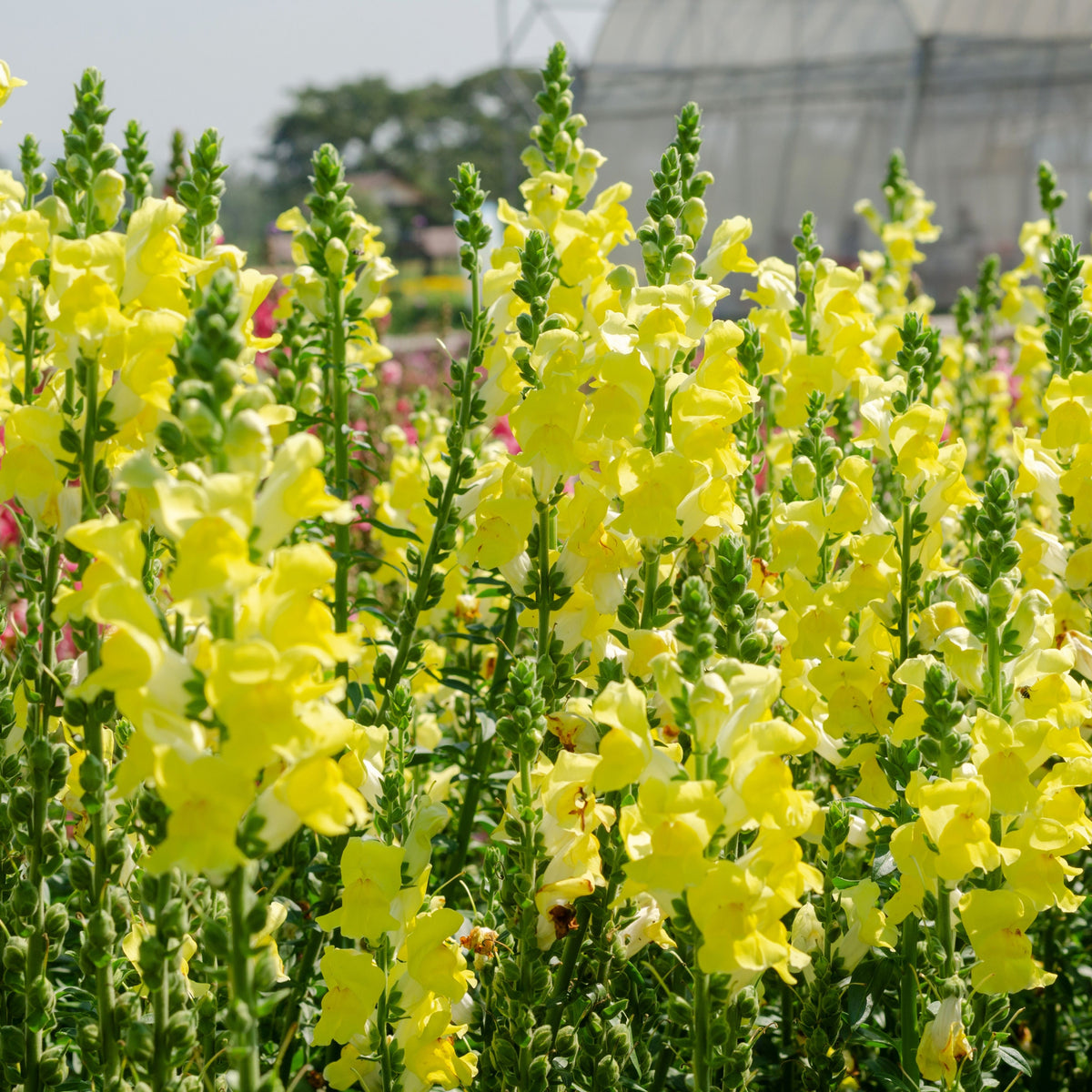 Yellow Rocket Snapdragons Seeds - Cold Resistant, Potted, 30 seeds