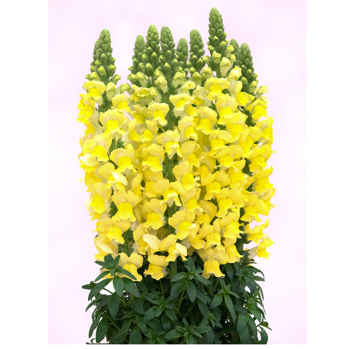 Yellow Rocket Snapdragons Seeds - Cold Resistant, Potted, 30 seeds