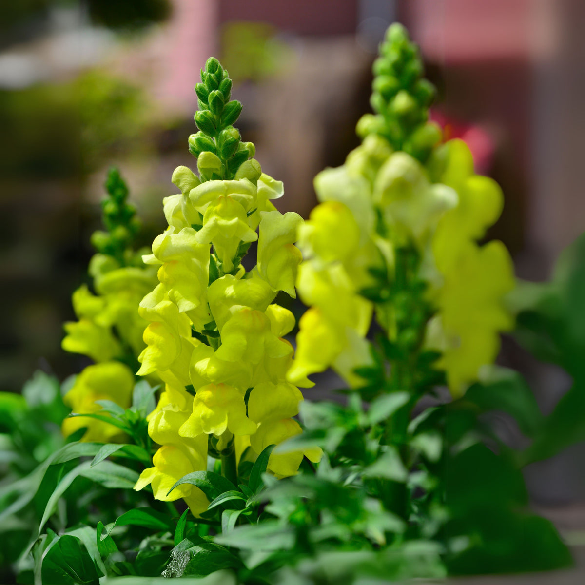 Yellow Rocket Snapdragons Seeds - Cold Resistant, Potted, 30 seeds