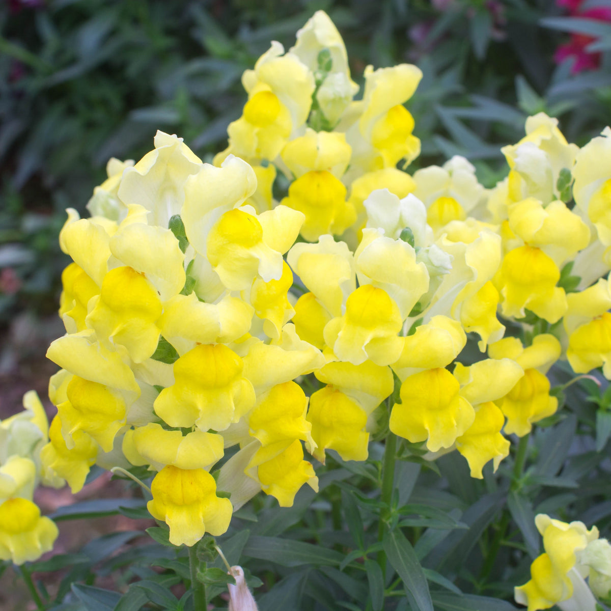 Yellow Rocket Snapdragons Seeds - Cold Resistant, Potted, 30 seeds