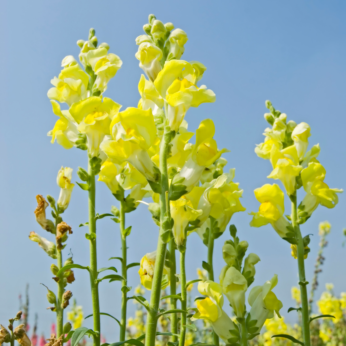 Yellow Rocket Snapdragons Seeds - Cold Resistant, Potted, 30 seeds