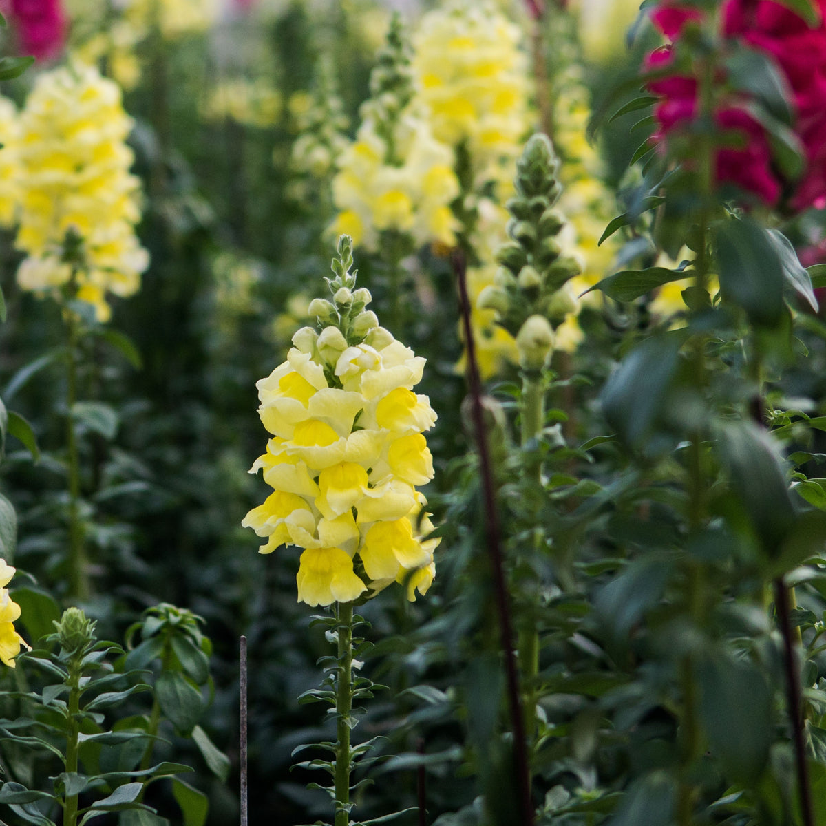 Yellow Rocket Snapdragons Seeds - Cold Resistant, Potted, 30 seeds