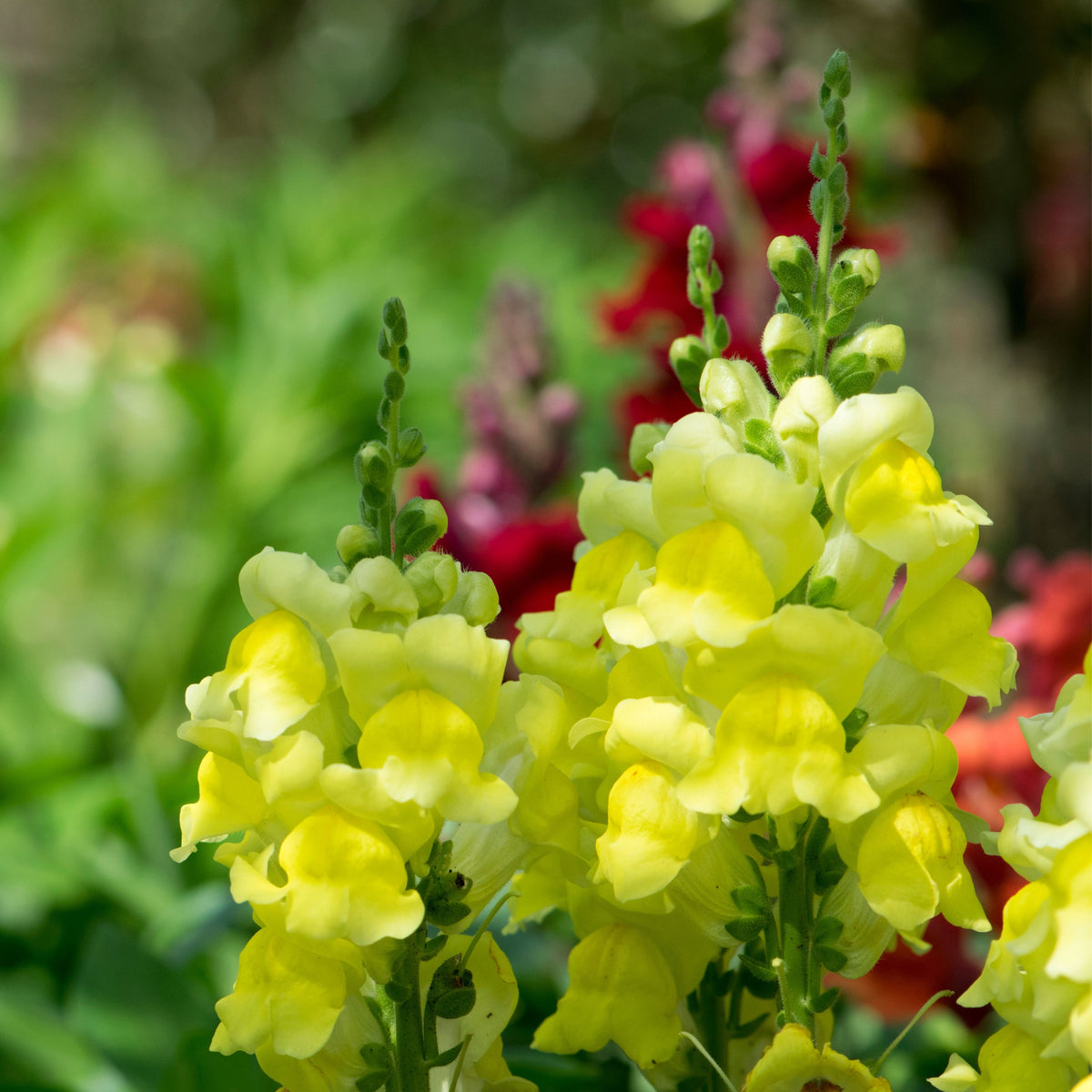 Yellow Rocket Snapdragons Seeds - Cold Resistant, Potted, 30 seeds