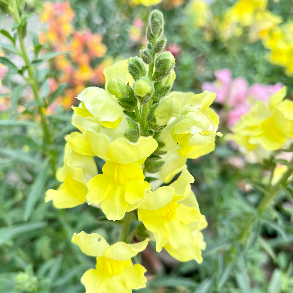 Yellow Rocket Snapdragons Seeds - Cold Resistant, Potted, 30 seeds