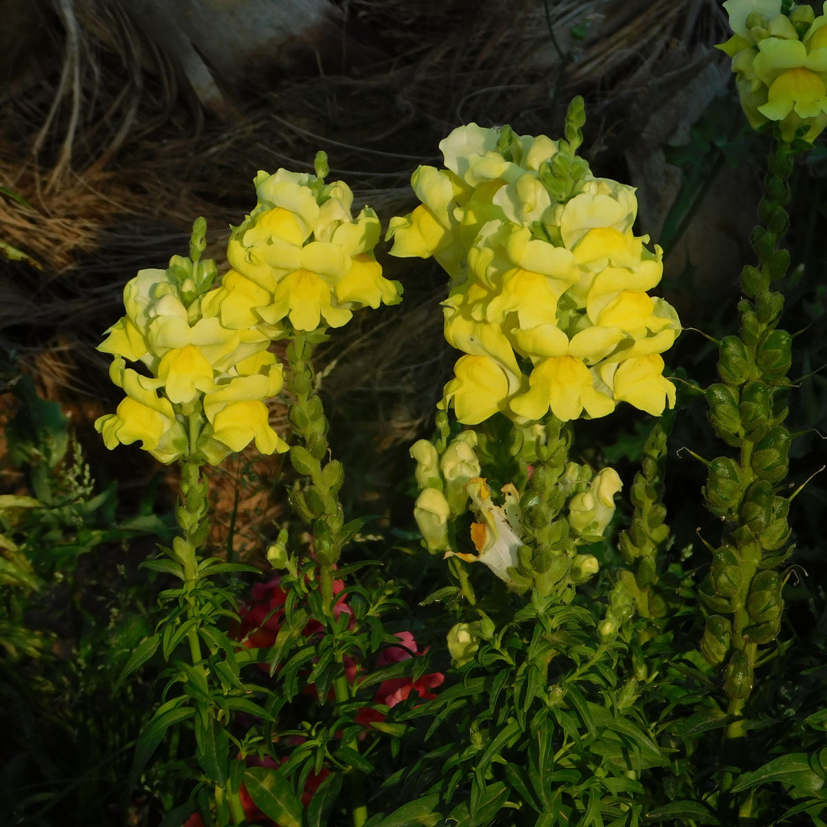 Yellow Rocket Snapdragons Seeds - Cold Resistant, Potted, 30 seeds