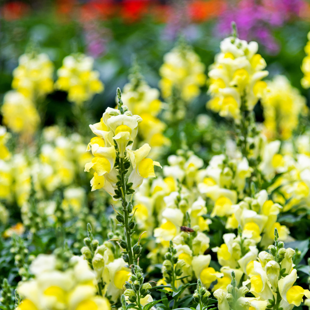 Yellow Rocket Snapdragons Seeds - Cold Resistant, Potted, 30 seeds