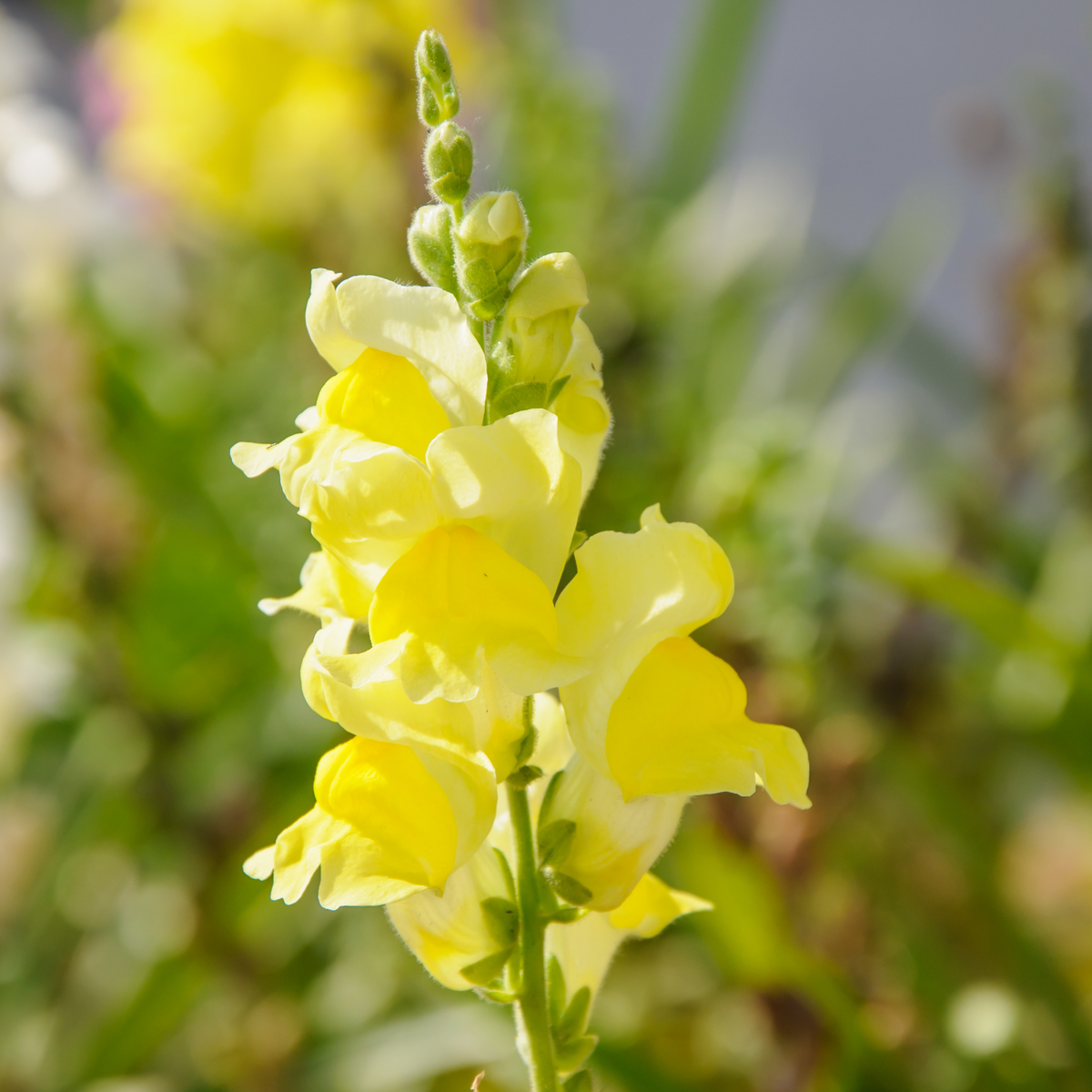 Yellow Rocket Snapdragons Seeds - Cold Resistant, Potted, 30 seeds