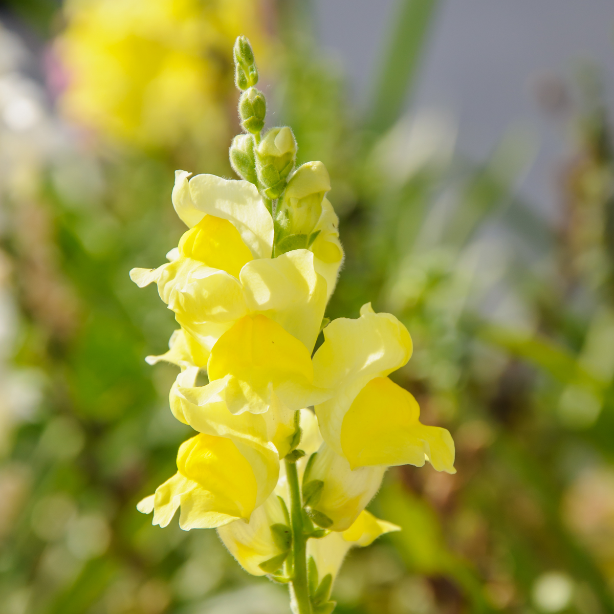 Yellow Rocket Snapdragons Seeds - Cold Resistant, Potted, 30 seeds
