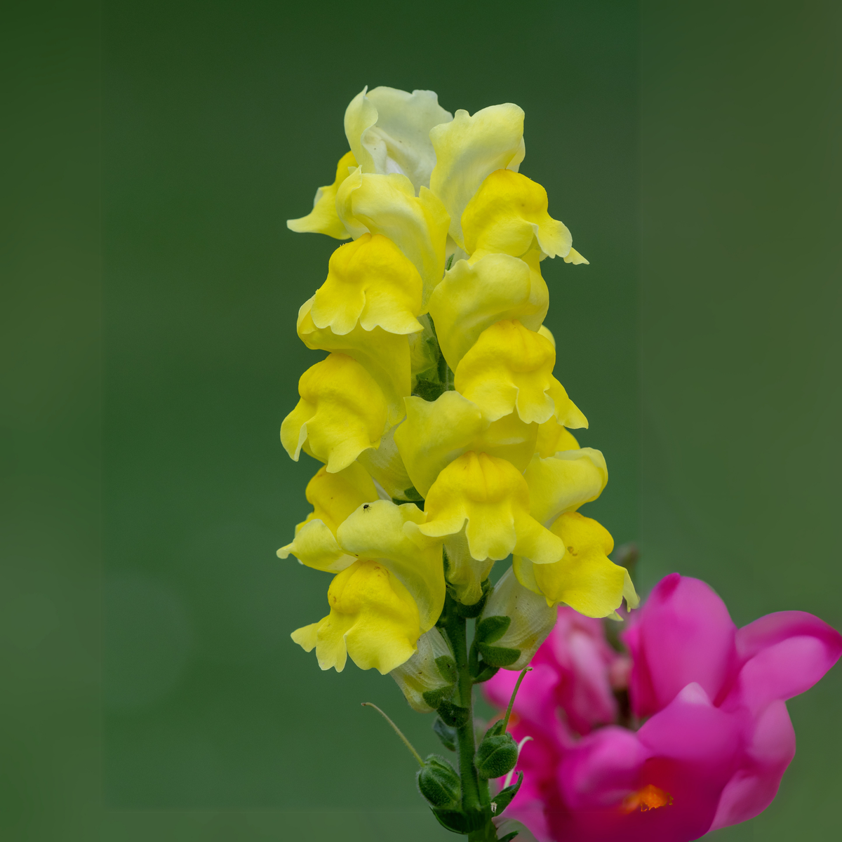 Yellow Rocket Snapdragons Seeds - Cold Resistant, Potted, 30 seeds