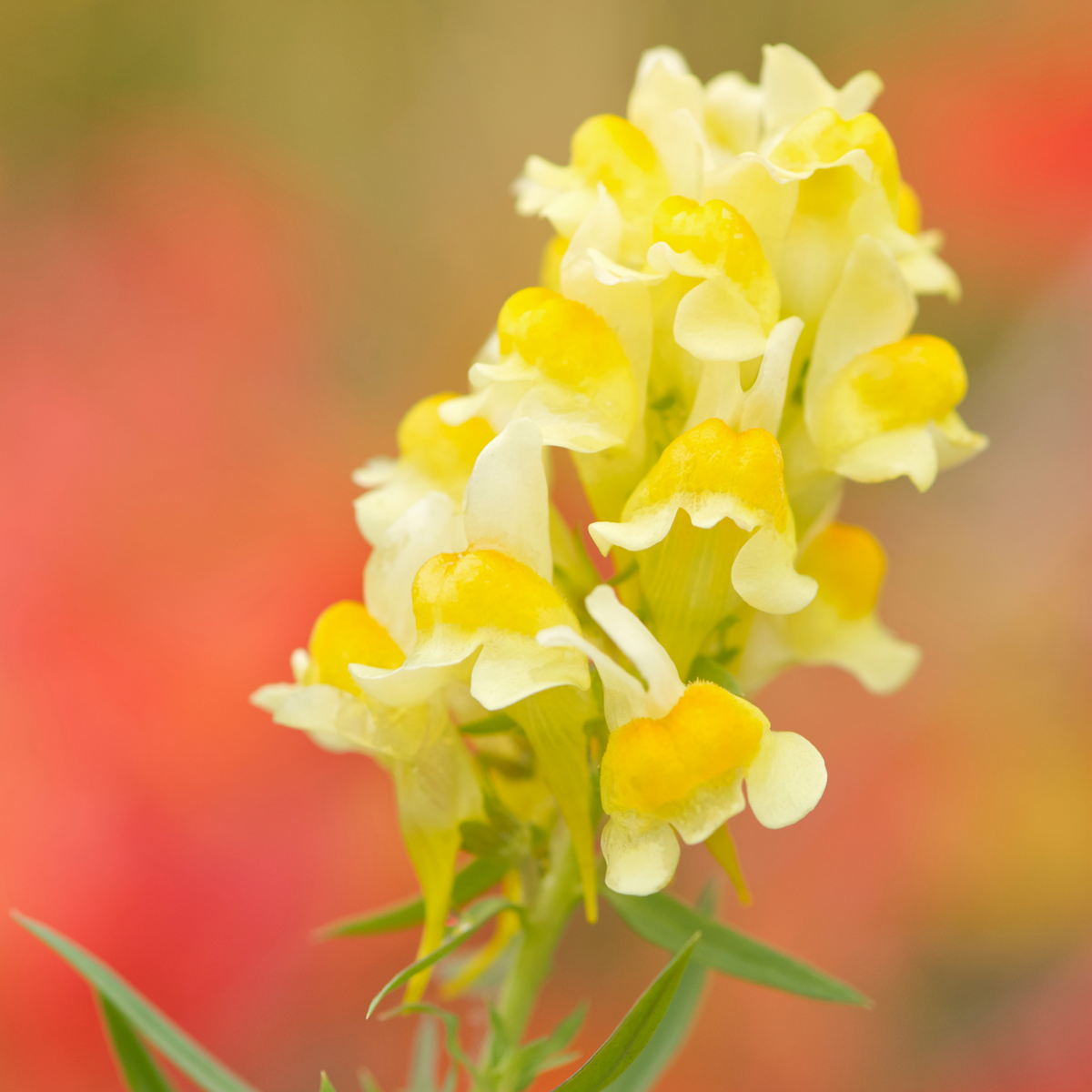 Yellow Rocket Snapdragons Seeds - Cold Resistant, Potted, 30 seeds