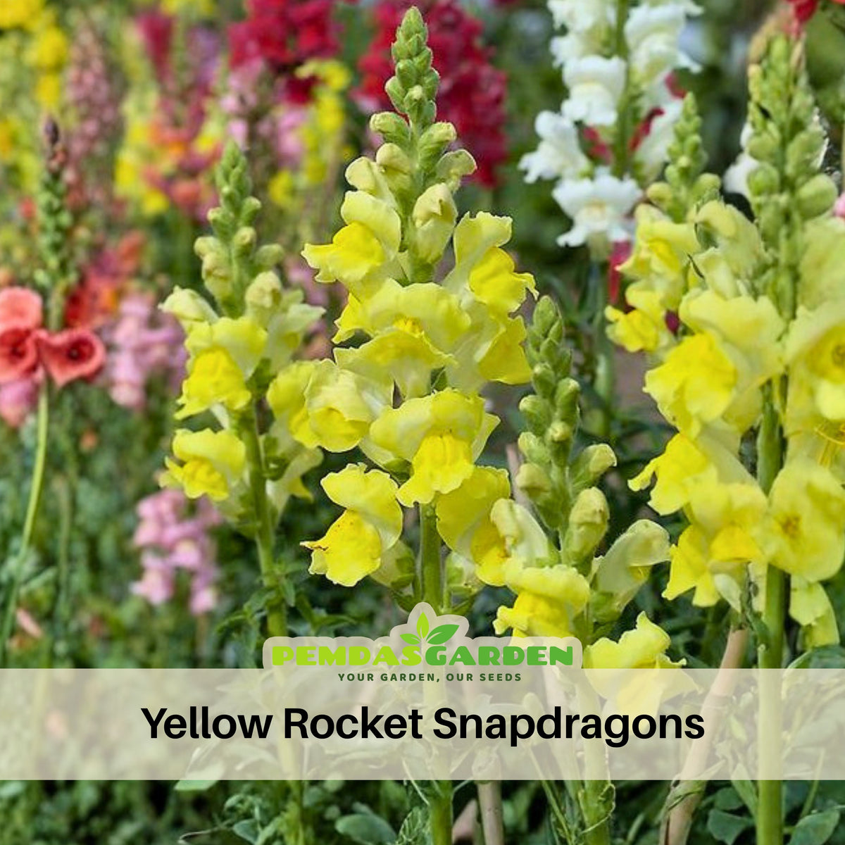 Yellow Rocket Snapdragons Seeds - Cold Resistant, Potted, 30 seeds