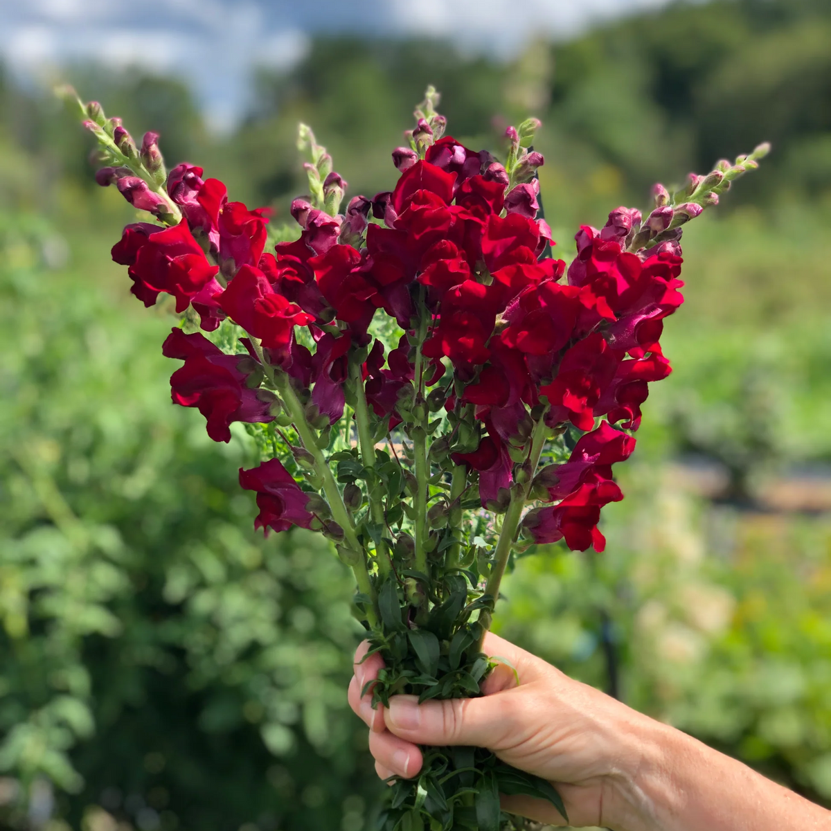 Black Prince Snapdragons Seeds - Cold Resistant, Potted, 30 seeds