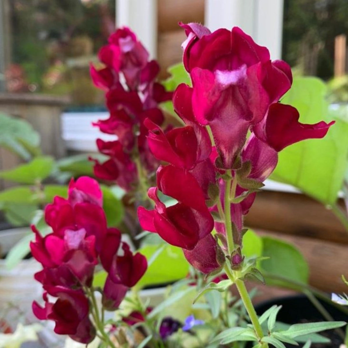 Black Prince Snapdragons Seeds - Cold Resistant, Potted, 30 seeds