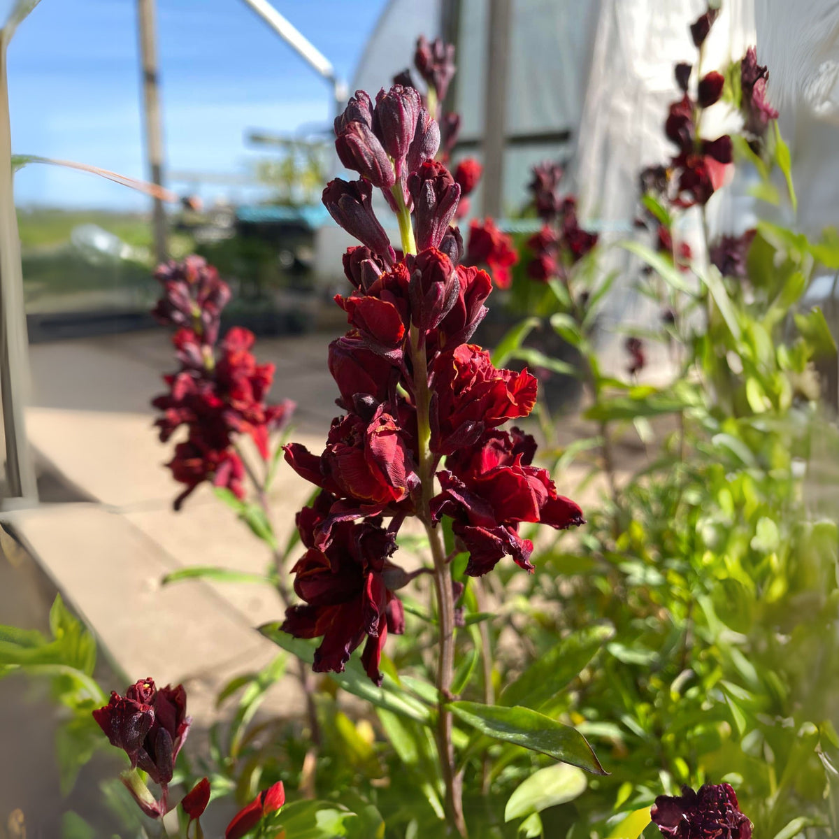 Black Prince Snapdragons Seeds - Cold Resistant, Potted, 30 seeds