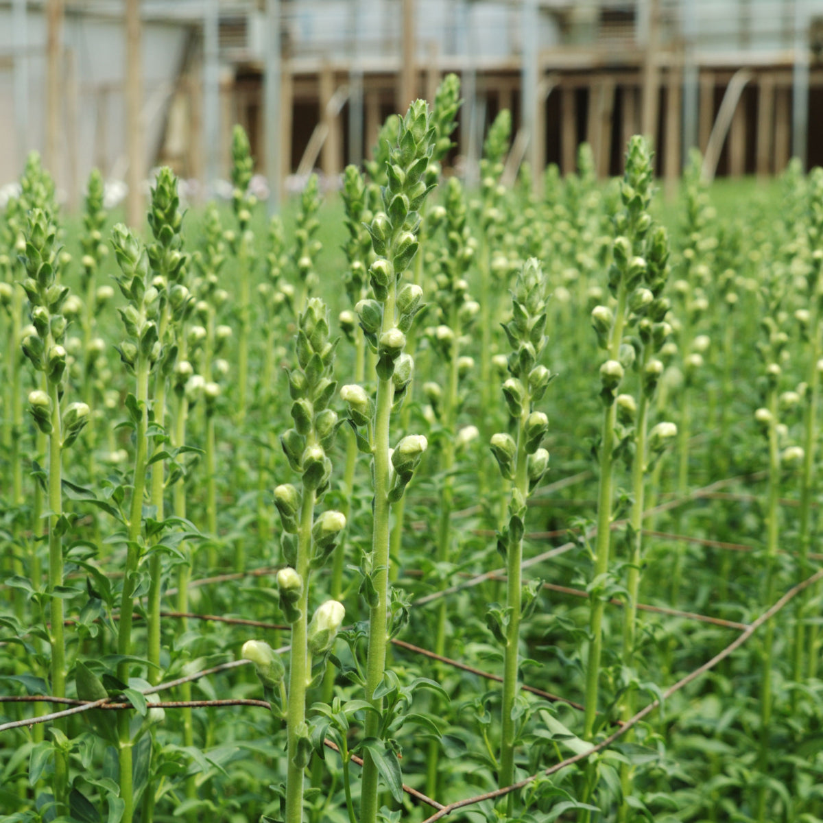 Black Prince Snapdragons Seeds - Cold Resistant, Potted, 30 seeds