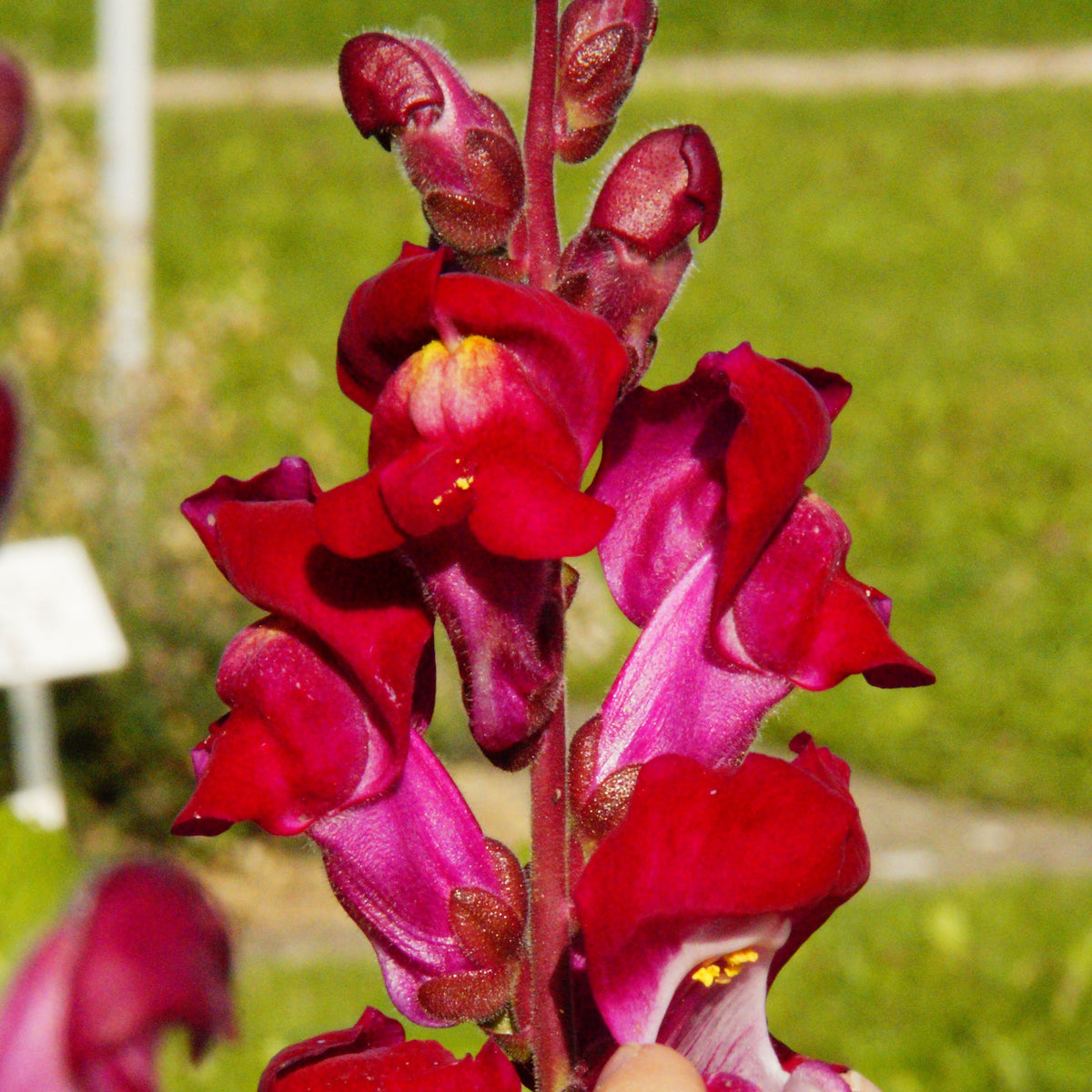Black Prince Snapdragons Seeds - Cold Resistant, Potted, 30 seeds