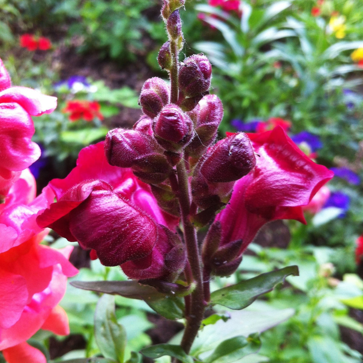Black Prince Snapdragons Seeds - Cold Resistant, Potted, 30 seeds