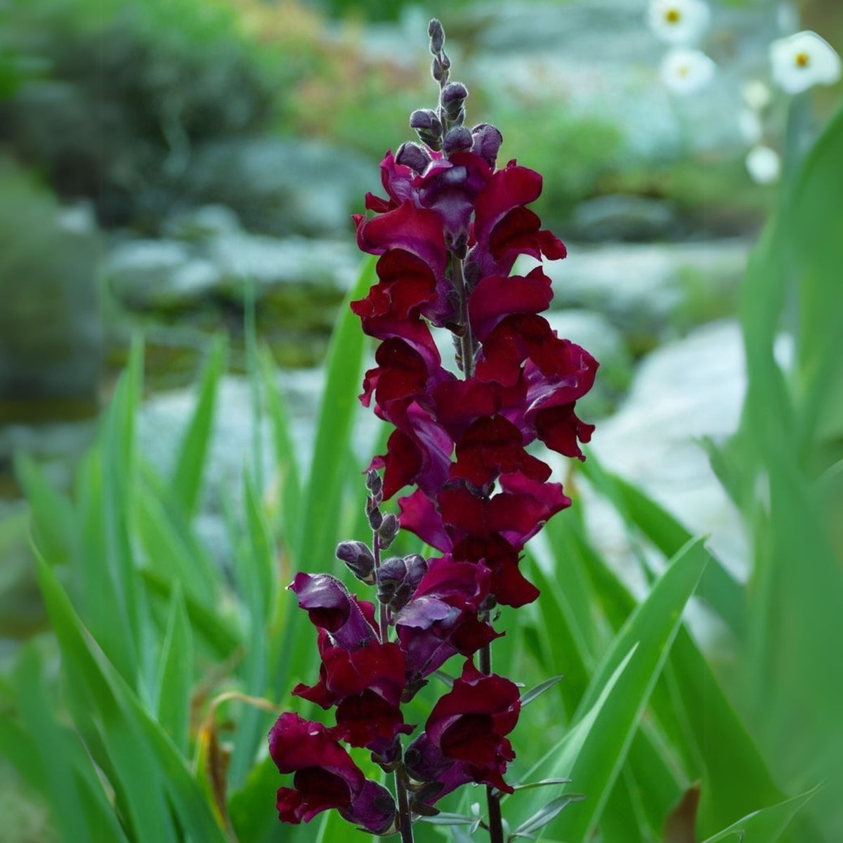 Black Prince Snapdragons Seeds - Cold Resistant, Potted, 30 seeds