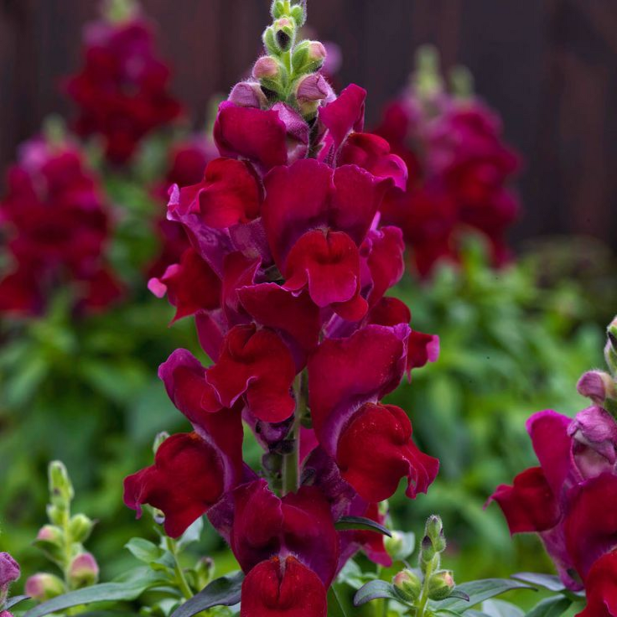 Black Prince Snapdragons Seeds - Cold Resistant, Potted, 30 seeds