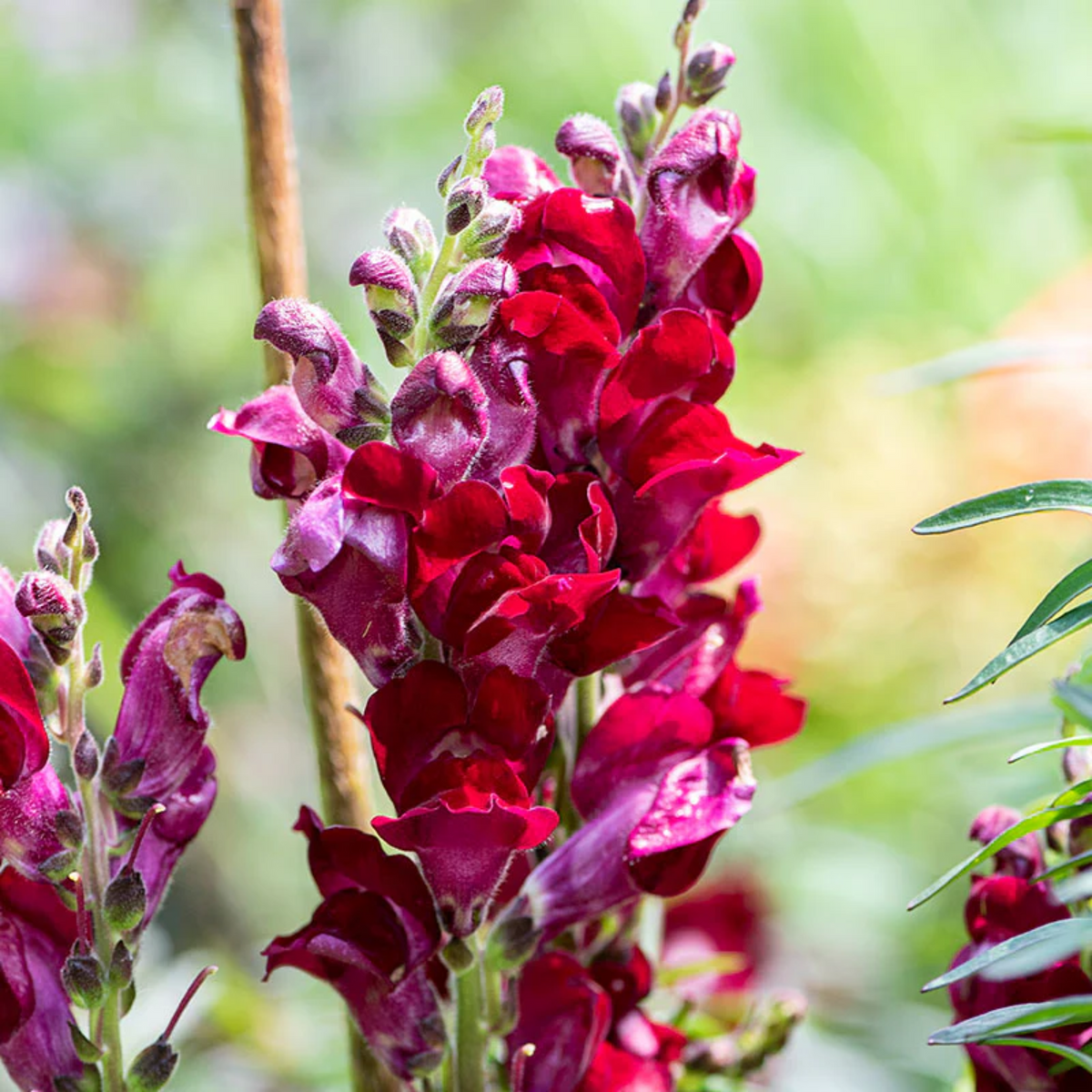 Black Prince Snapdragons Seeds - Cold Resistant, Potted, 30 seeds