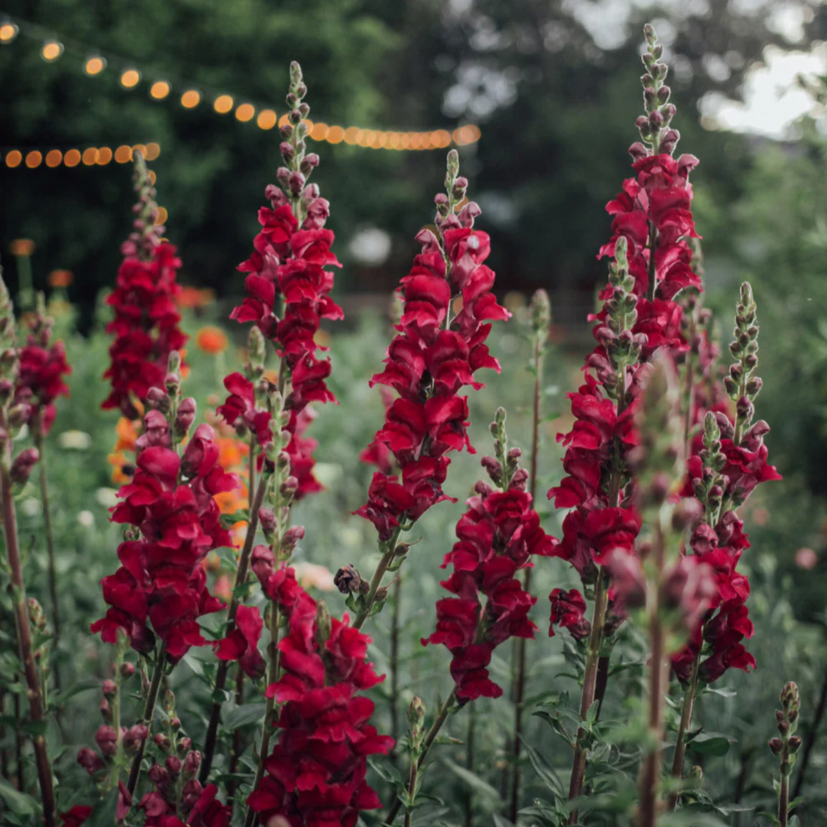 Black Prince Snapdragons Seeds - Cold Resistant, Potted, 30 seeds