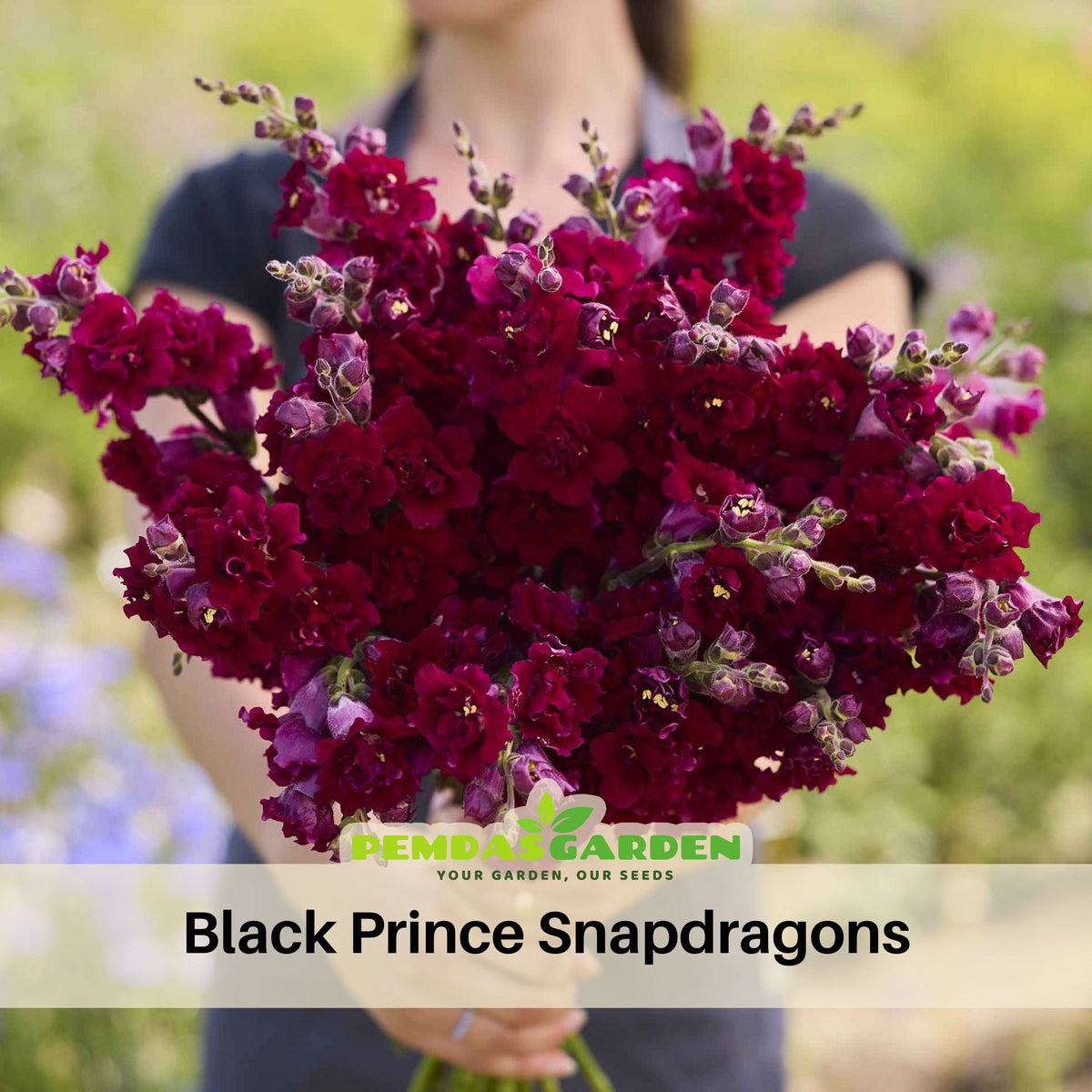 Black Prince Snapdragons Seeds - Cold Resistant, Potted, 30 seeds