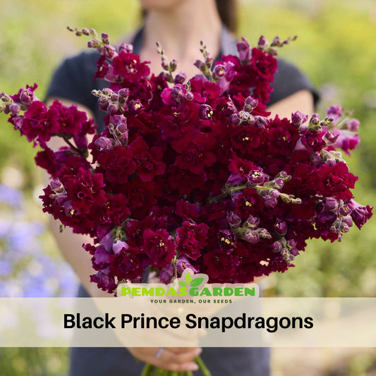 Black Prince Snapdragons Seeds - Cold Resistant, Potted, 30 seeds