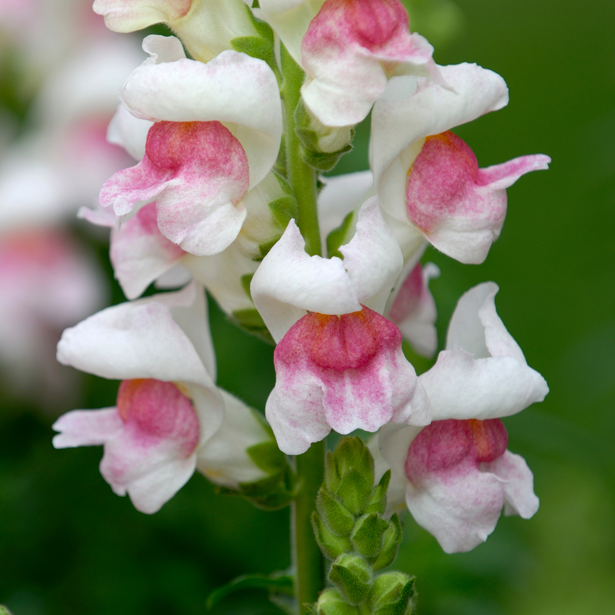 30 Seeds| Opus Appleblossom Snapdragons Seeds - Cold Resistant - Attracts pollinators - Open-Pollinating - Plant before the frost/after frost - #24