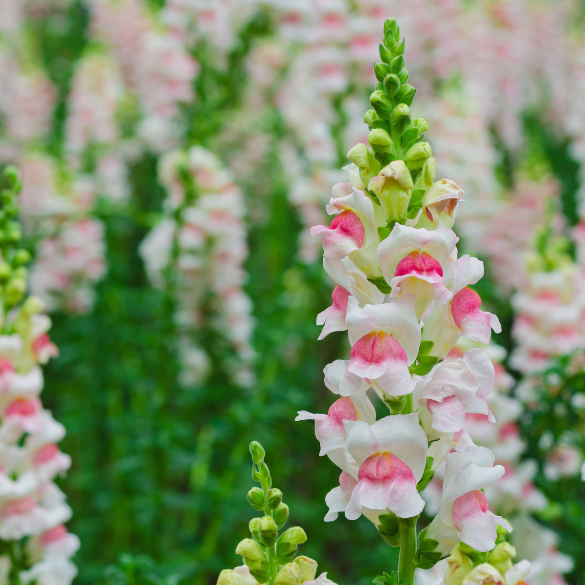 Opus Appleblossom Snapdragons Seeds - Cold Resistant, 30 seeds
