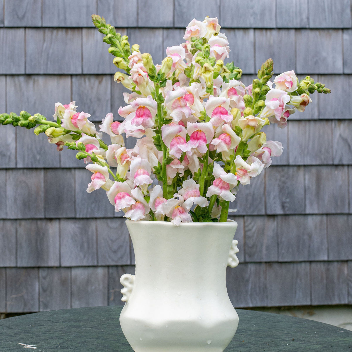 Opus Appleblossom Snapdragons Seeds - Cold Resistant, 30 seeds