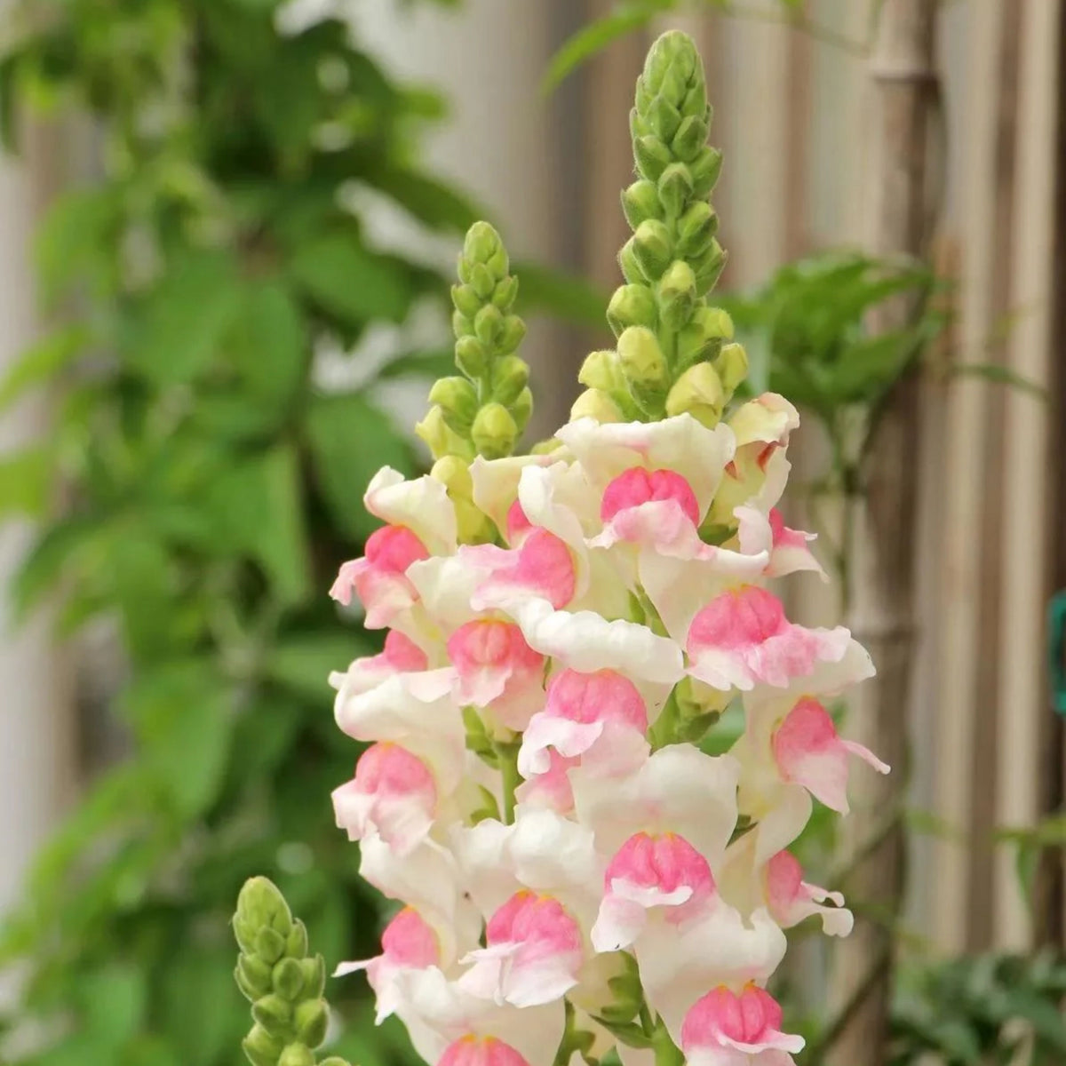 Opus Appleblossom Snapdragons Seeds - Cold Resistant, 30 seeds