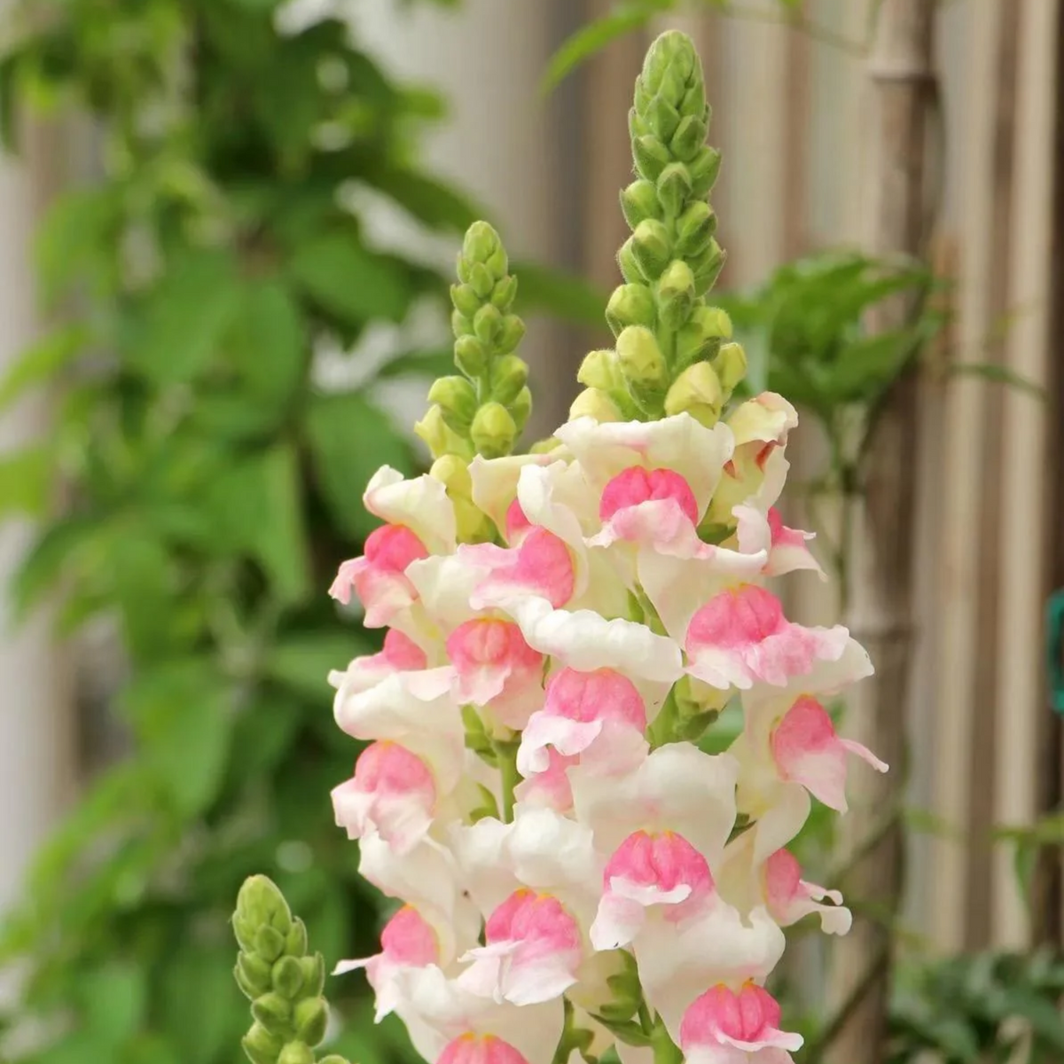 30 Seeds| Opus Appleblossom Snapdragons Seeds - Cold Resistant - Attracts pollinators - Open-Pollinating - Plant before the frost/after frost - #24