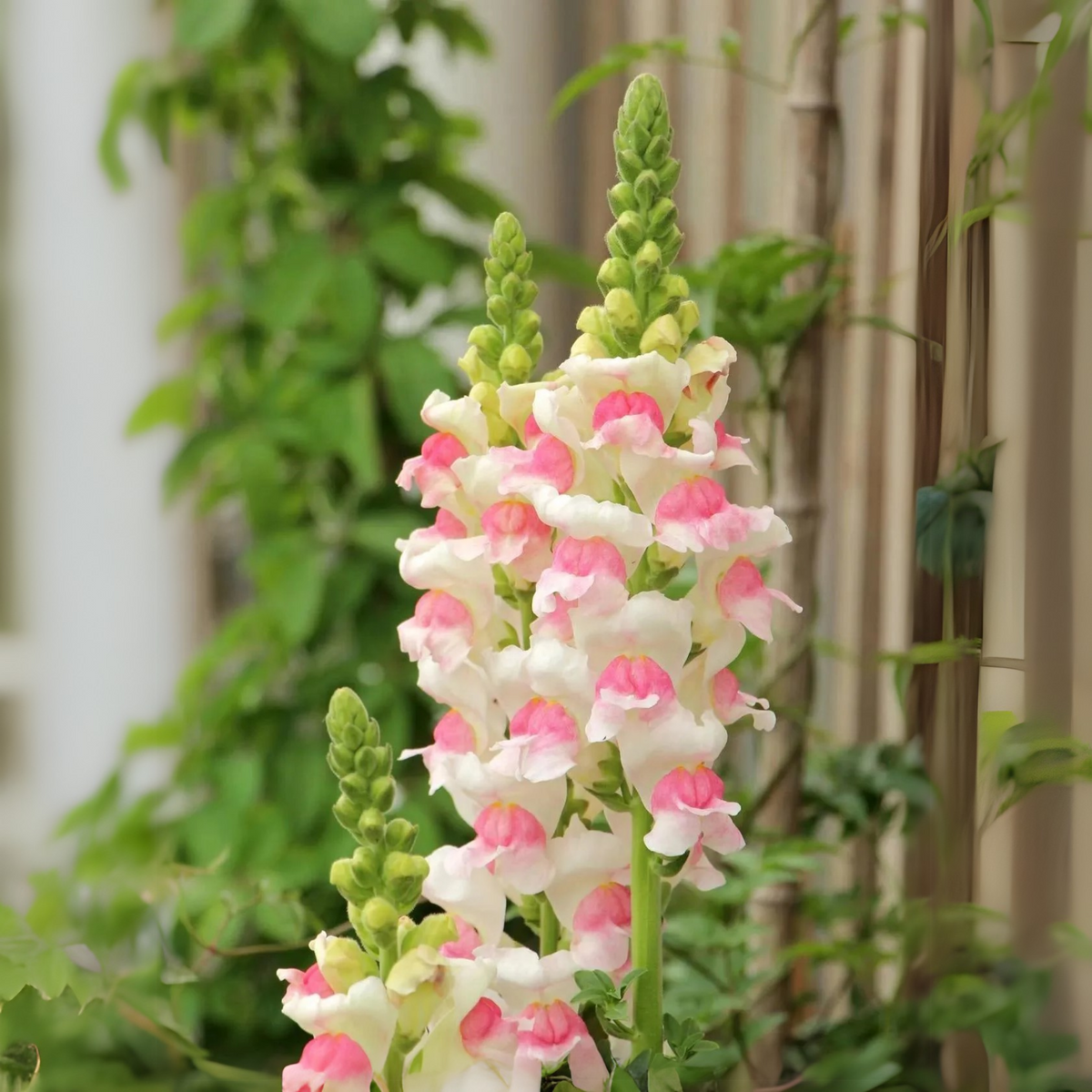 30 Seeds| Opus Appleblossom Snapdragons Seeds - Cold Resistant - Attracts pollinators - Open-Pollinating - Plant before the frost/after frost - #24