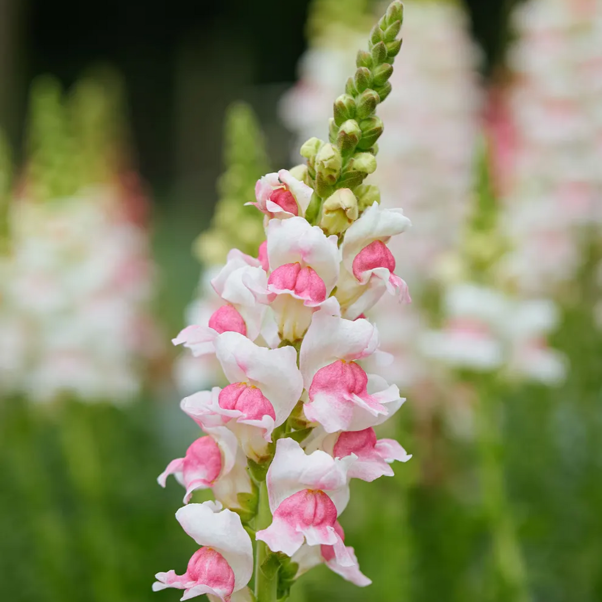 30 Seeds| Opus Appleblossom Snapdragons Seeds - Cold Resistant - Attracts pollinators - Open-Pollinating - Plant before the frost/after frost - #24
