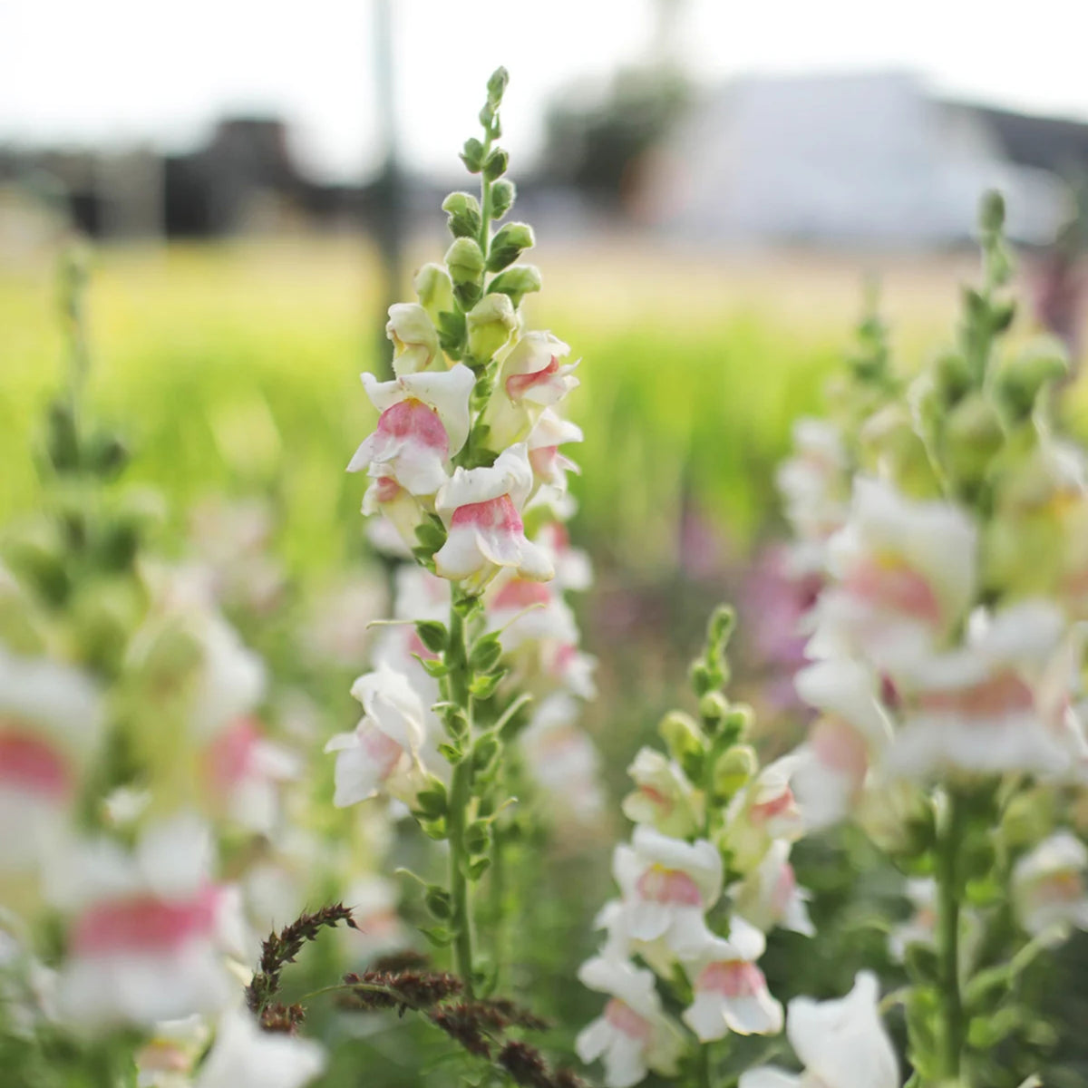 Opus Appleblossom Snapdragons Seeds - Cold Resistant, 30 seeds