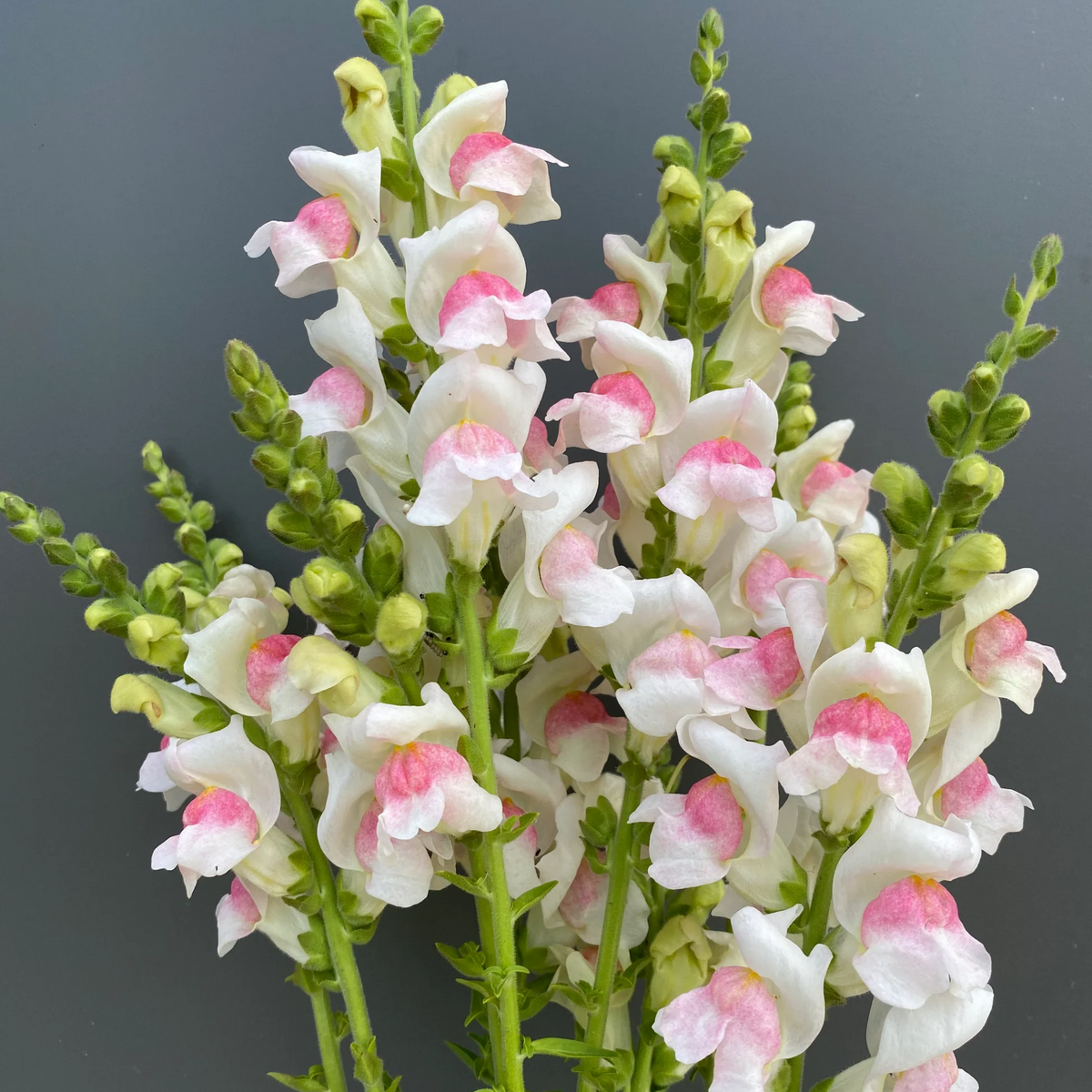 Opus Appleblossom Snapdragons Seeds - Cold Resistant, 30 seeds