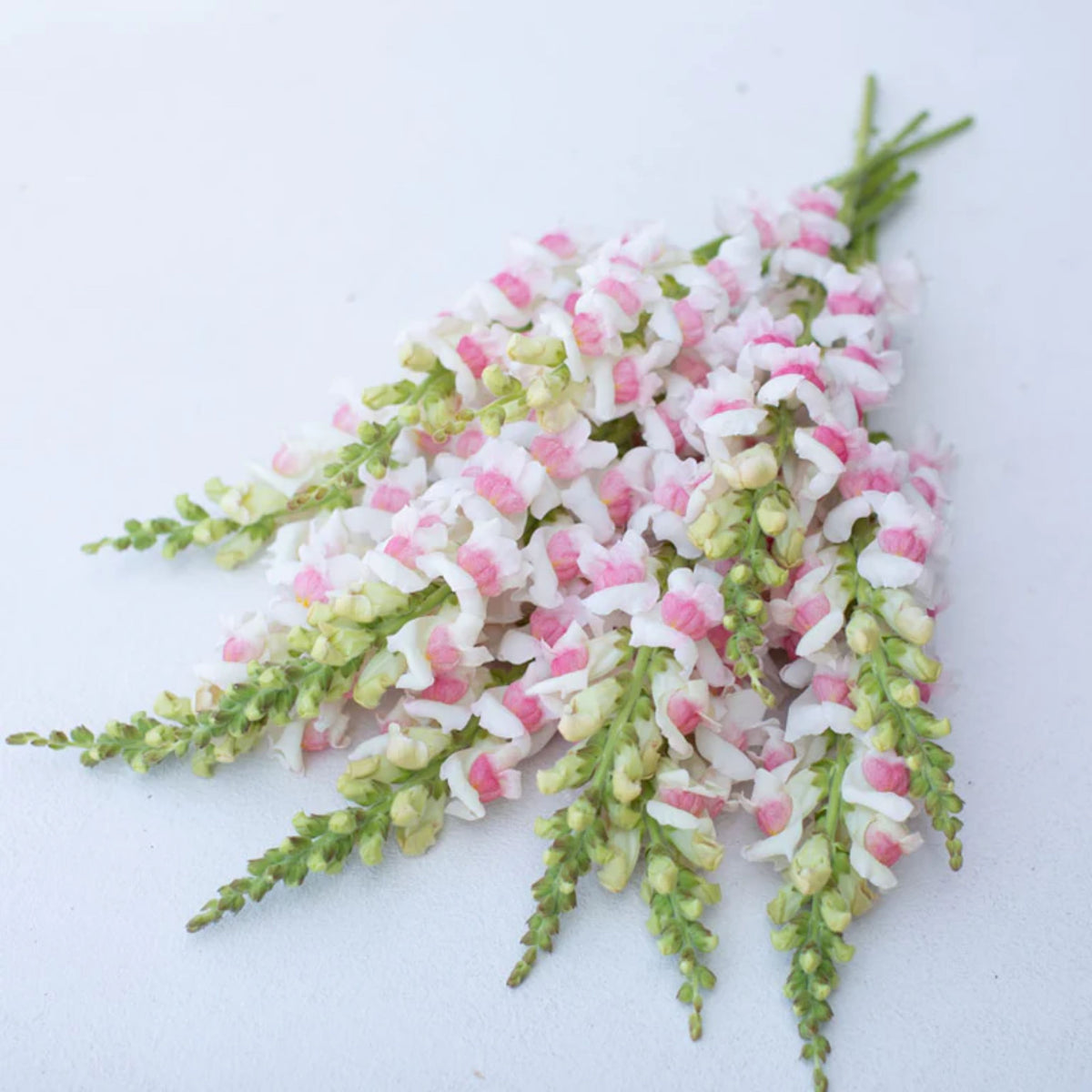 Opus Appleblossom Snapdragons Seeds - Cold Resistant, 30 seeds