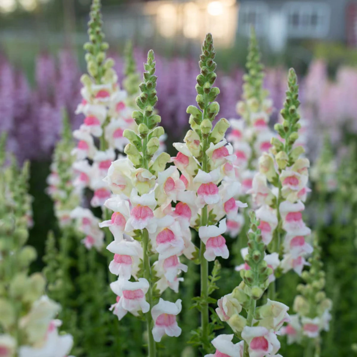 Opus Appleblossom Snapdragons Seeds - Cold Resistant, 30 seeds
