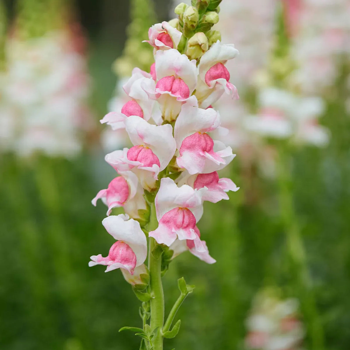 Opus Appleblossom Snapdragons Seeds - Cold Resistant, 30 seeds
