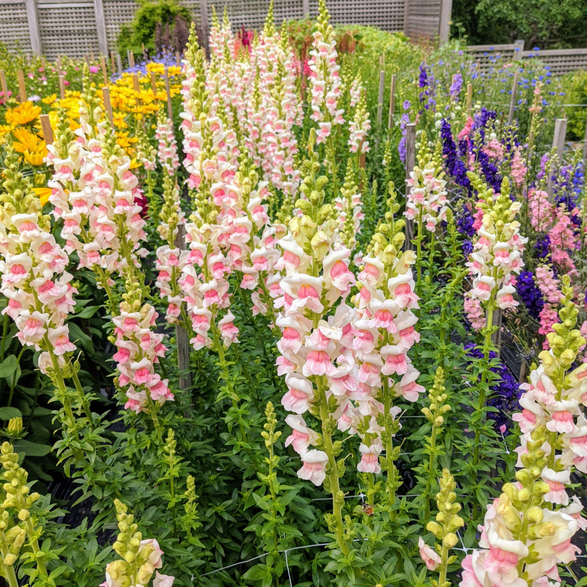 Opus Appleblossom Snapdragons Seeds - Cold Resistant, 30 seeds