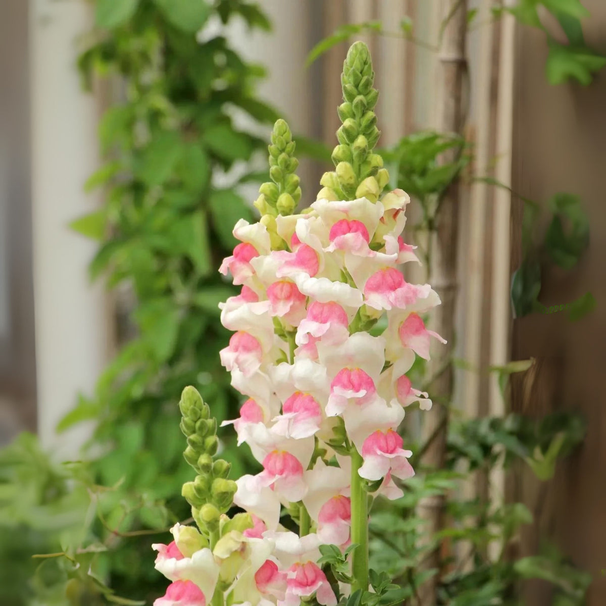 Opus Appleblossom Snapdragons Seeds - Cold Resistant, 30 seeds
