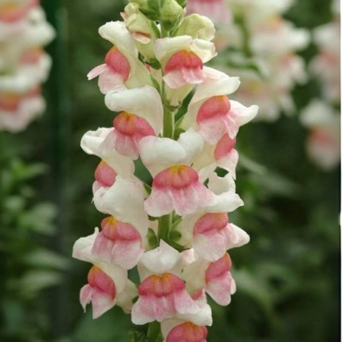 Opus Appleblossom Snapdragons Seeds - Cold Resistant, 30 seeds